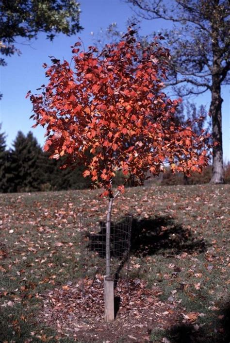Acer rubrum 'Northwood' - Northwood red maple | The Dawes Arboretum
