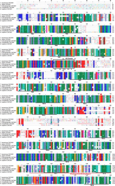 Image result for Calcium Channel Complex