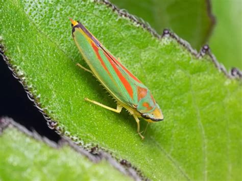 What Are Leafhoppers And How To Get Rid Of These Pests