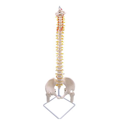 Spine Vertebral Column Model With Pelvis Femur Heads Lumbar Disc ...