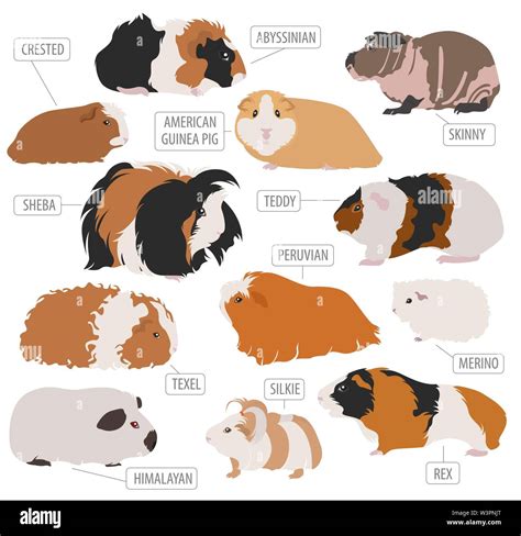 Guinea Pig breeds icon set flat style isolated on white. Pet rodents ...