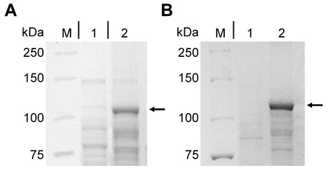 Steroid Hydroxylation by Mutant Cytochrome P450 BM3-LG23 Using Two ...
