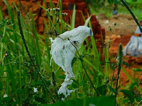 Uganda's Bold Move: Ban on Single-Use Plastics to Combat Pollution