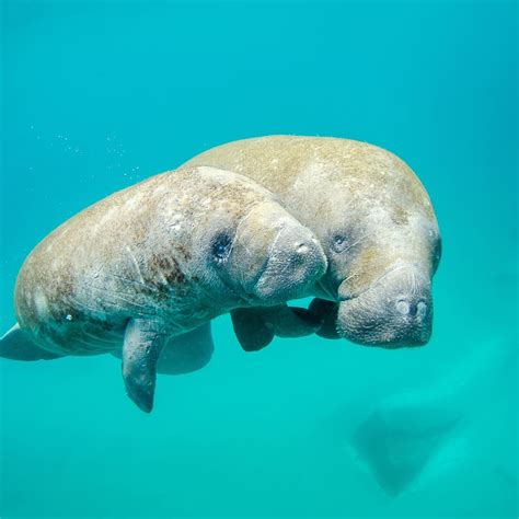 Manatee Eating Seagrass
