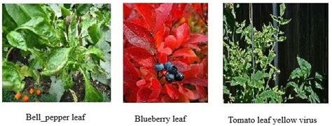 A Unified Self-Supervised Framework for Plant Disease Detection on ...