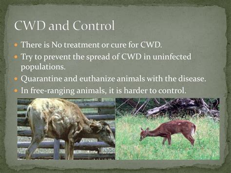 CWD Sampling 的图像结果