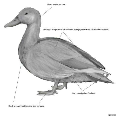 Realistic Duck Drawing at PaintingValley.com | Explore collection of Realistic Duck Drawing