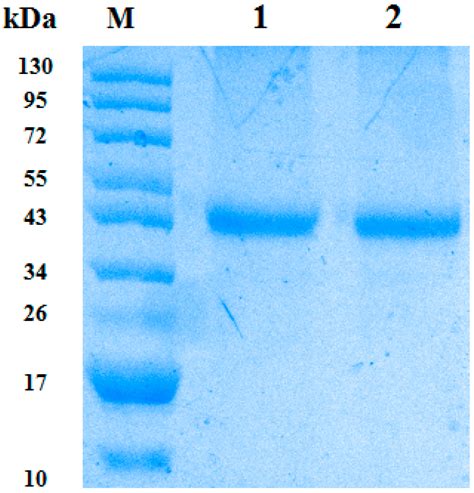 Chemotactic Activity of Cyclophilin A in the Skin Mucus of Yellow ...
