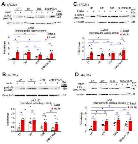 Ketone Body Exposure of Cardiomyocytes Impairs Insulin Sensitivity and ...