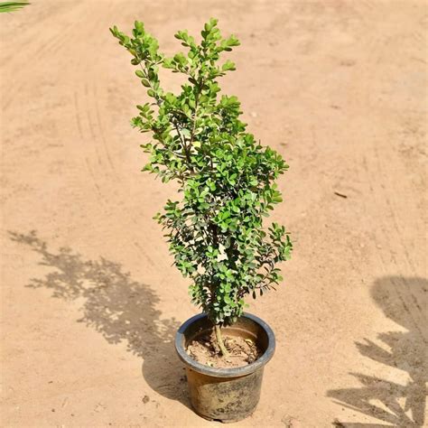 Boxwood / Buxus In 7 Inch Plastic Pot
