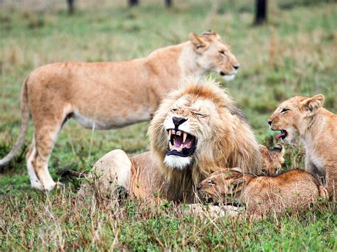 Do Lion Prides Have A Hierarchy at Steven Morton blog