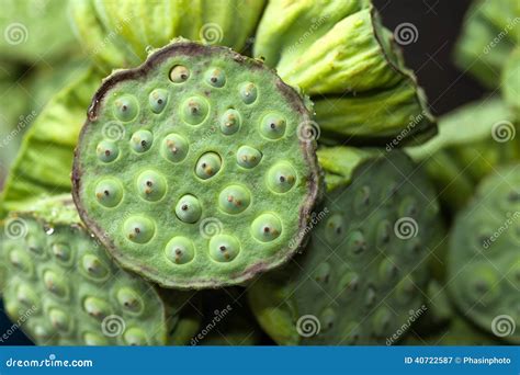 Lotus Seed Pod Stock Photo | CartoonDealer.com #6370206