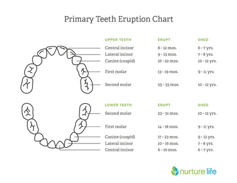 Six Year Molars Losing Baby Teeth Expect | Healthy Kids Meal Delivery ...