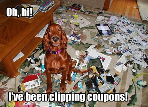 Funny Dogs Clean 的图像结果