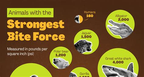 Highest Bite Force Top 10 Dog Breeds With The Strongest Bites | Most