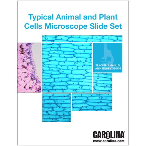 Plant Cell Microscope Slides 的图像结果