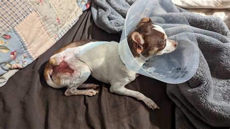 ANDREWS VETERINARY CLINIC - Andrews TX - Hours, Directions, Reviews ...