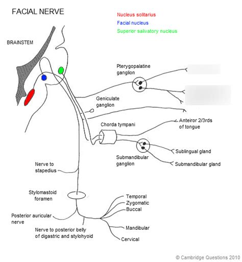Diagram of facial nerve | Quizlet
