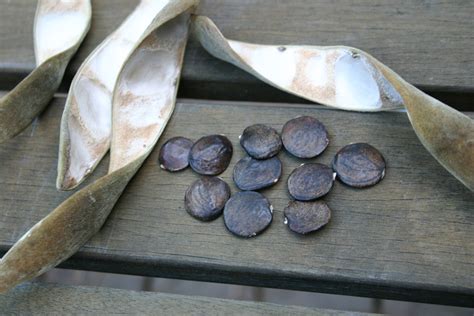 Exploding Seed Pods Compilation 的图像结果