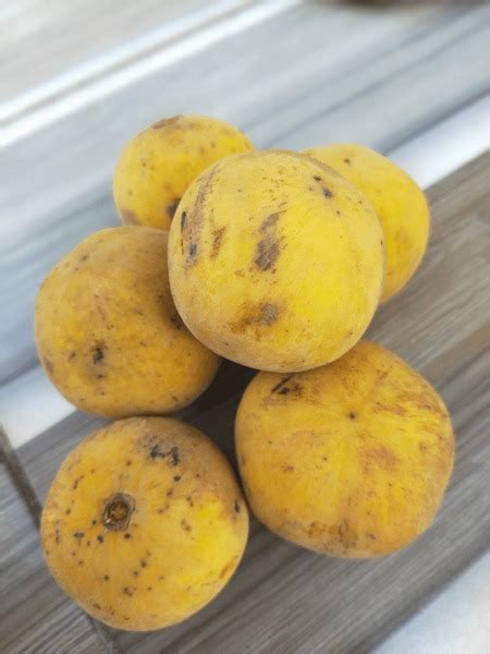 Image result for Kuning Kecapi