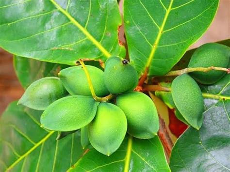 Mphmi Nursery Delhi Plant NCR Badam Tree, Indian Almond Tree ...