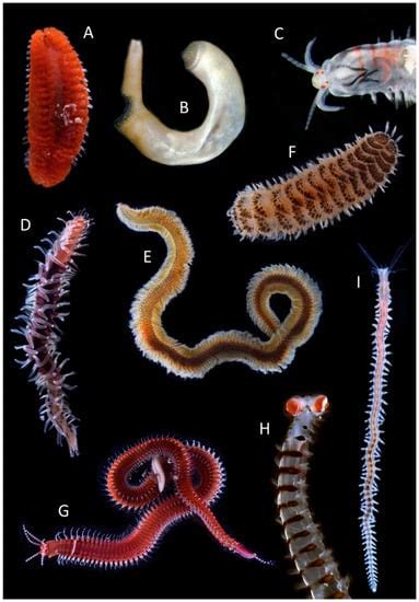 Annelid Diversity: Historical Overview and Future Perspectives