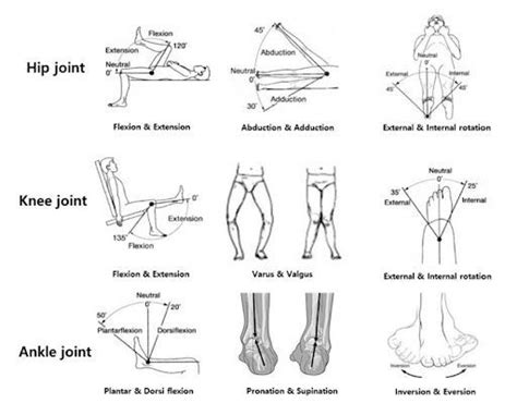 Lower Extremity Exam 的图像结果