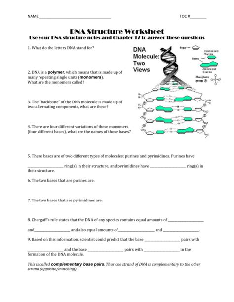 DNA Structure Worksheet Answer Key 的图像结果