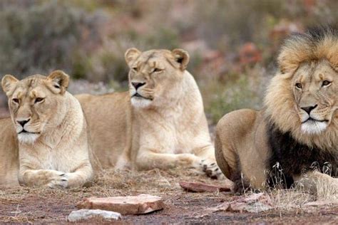 Karoo Region Game Drive Day Tour From Cape Town 2024 - Viator