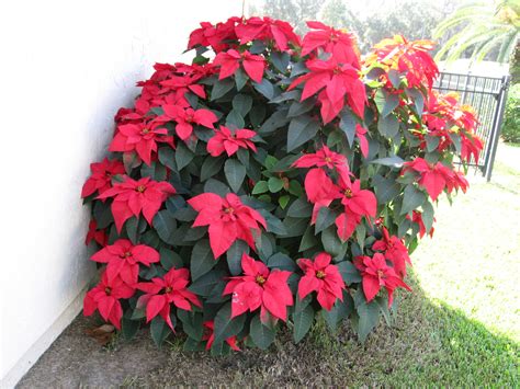 Poinsettia Planting Zone at Lois Katz blog
