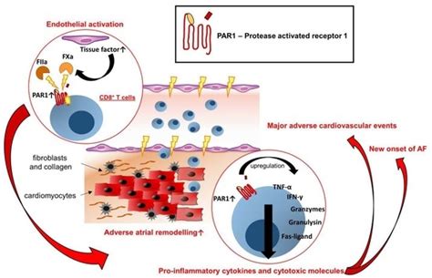 Cells | Special Issue : Molecular Biology of Atrial Myocardium