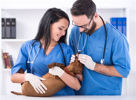 What Is An Animal Health Technician at Brenda Norris blog