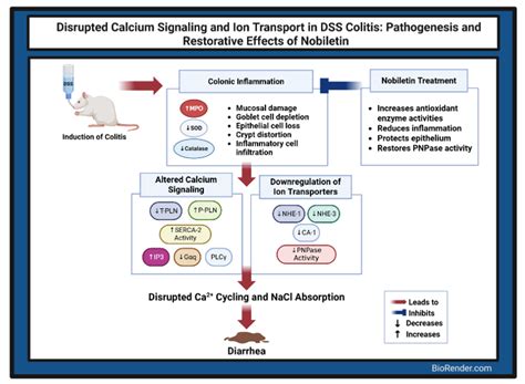 Altered Expression of Ion Transporters Contributes to the Pathogenesis ...