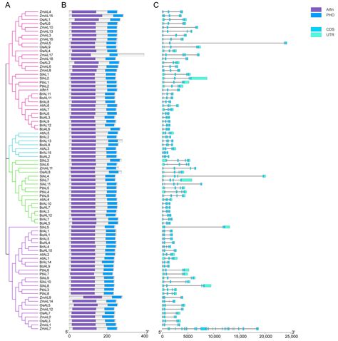 Involvement of Alfin-Like Transcription Factors in Plant Development ...