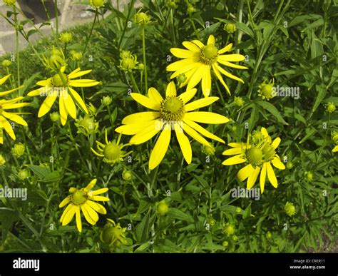 cutleaf coneflower, cut-leaved coneflower, green-headed coneflower ...