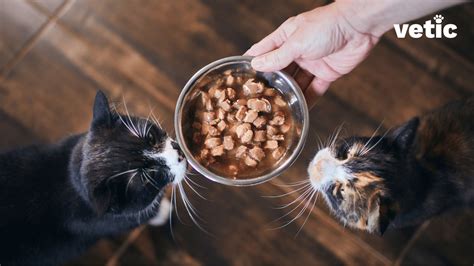 Feline Nutrition: Can Your Cat be Vegetarian?
