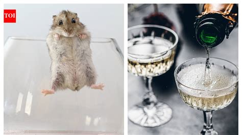 Why do Chinese swear by the Baby Mice wine? What makes this wine healthy?