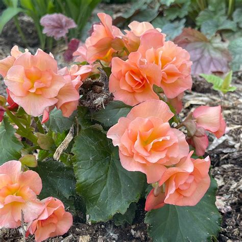 Begonias 101: A Complete Guide to Growing Amazing Begonias - Gardening ...