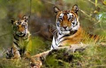 Memorable 3 Days Jabalpur to Bandhvgarh Friends Vacation Package ...