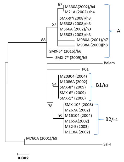 Plasmodium vivax Cysteine-Rich Protective Antigen Polymorphism at Exon ...