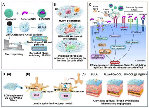 Polymeric Dural Biomaterials in Spinal Surgery: A Review