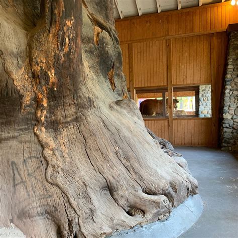 OLD BEN - WORLD'S LARGEST STEER & GIANT SYCAMORE STUMP (2024) All You ...