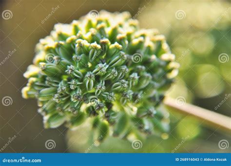 Single Green Flower, Bright Angelica Plant on Green Background, Sunny ...