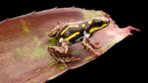 Download wallpaper frog, reptile, dark frog, section animals in ...