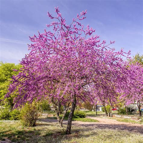 Cercis canadensis | Eastern Redbud | Ornamental Trees