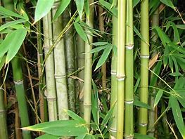 Bamboo 的图像结果
