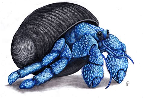 Hermit Crab Drawing