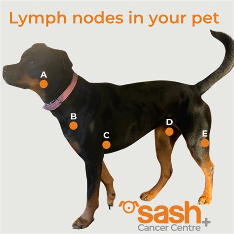 Lymphoma cancer in dogs - SASH Vets