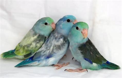 Things You Need to Consider While Adopting Parrotlets as Pet