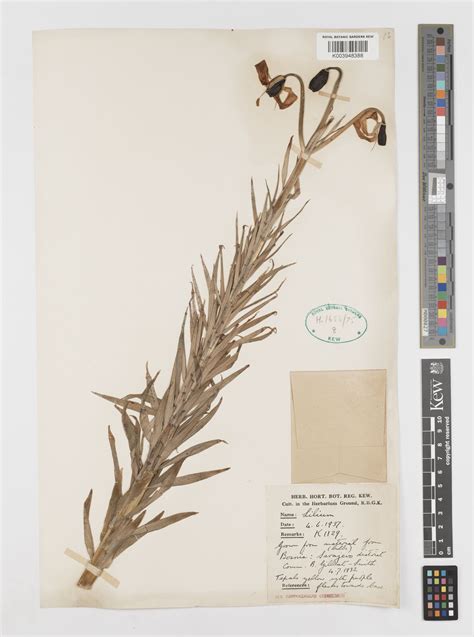 Lilium bosniacum (Beck) Fritsch | Plants of the World Online | Kew Science